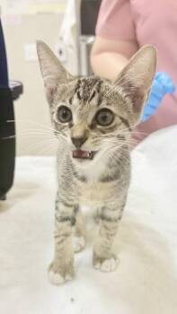 Yuko -  Domestic Short Hair Cat for Adoption in Honolulu, Hawaii - Yuko | PetCurious
