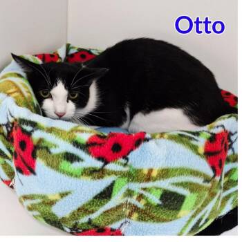Otto -  Domestic Short Hair Cat for Adoption in North Saint Paul, Minnesota - Otto | PetCurious