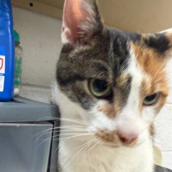 Domestic Short Hair Cats Available for Adoption in Ardmore, Oklahoma - Sparkle | PetCurious