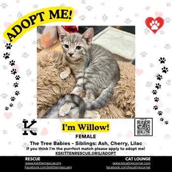 Willow -  Domestic Short Hair Cat for Adoption in OSBORNVILLE, New Jersey - Willow | PetCurious
