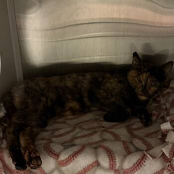 Donna -  Domestic Short Hair Cat for Adoption in Council Bluffs, Iowa - Donna | PetCurious