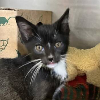 Antics -  Domestic Short Hair Cat for Adoption in Baltimore, Maryland - Antics | PetCurious