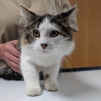 Kristoff -  Domestic Medium Hair Cat for Adoption in Canton, Illinois - Kristoff | PetCurious
