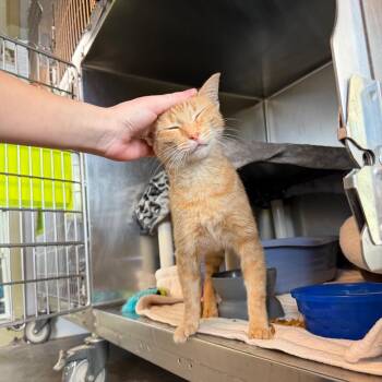 Elizabeth -  Domestic Short Hair Cat for Adoption in Mankato, Minnesota - Elizabeth | PetCurious