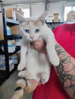 SKY -  Domestic Short Hair Cat for Adoption in San Bernardino, California - SKY | PetCurious