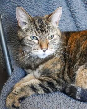 Rosie -  Domestic Short Hair Cat for Adoption in Novato, California - Rosie | PetCurious