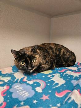 Rescue Domestic Short Hair Cats for Adoption in Morgantown, Kentucky - Rio | PetCurious