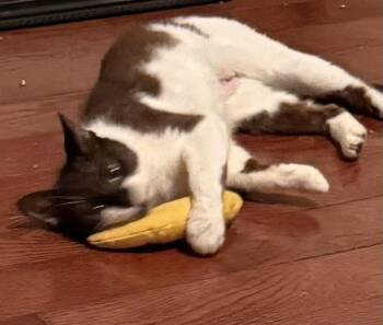 Godiva -  Domestic Short Hair Cat for Adoption in Jackson, Georgia - Godiva | PetCurious