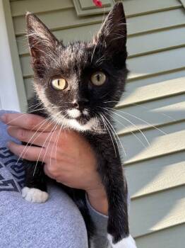 Rescue Domestic Short Hair Cats for Adoption in Littlestown, Pennsylvania - Jack | PetCurious