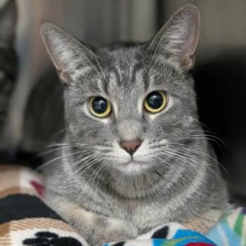Domestic Short Hair Cats Available for Adoption - August | PetCurious