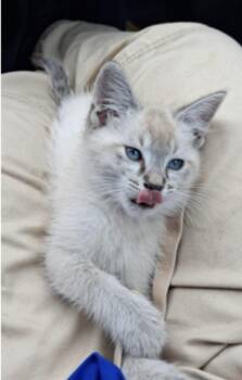 Kai -  Siamese Cat for Adoption in North Arlington, New Jersey - Kai | PetCurious