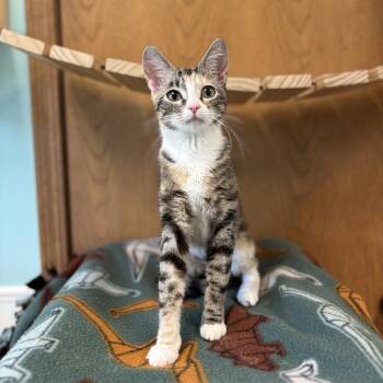 Serena -  Domestic Short Hair Cat for Adoption in Fargo, North Dakota - Serena | PetCurious