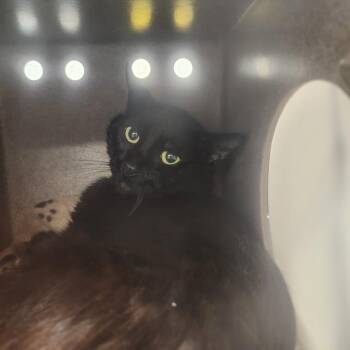Toothless -  Domestic Short Hair Cat for Adoption in Evensville, Tennessee - Toothless | PetCurious