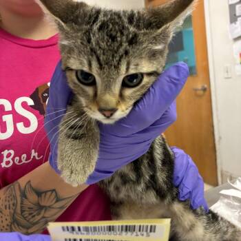 Hex -  Domestic Medium Hair Cat for Adoption in Charleston, West Virginia - Hex | PetCurious