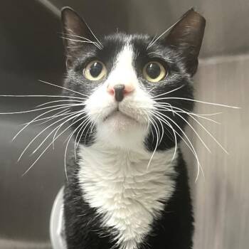 Domestic Short Hair Cats Available for Adoption - Marvin | PetCurious