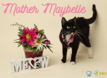 Mother Maybelle -  Domestic Short Hair Cat for Adoption in Fairhope, Alabama - Mother Maybelle | PetCurious