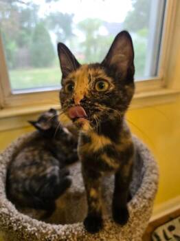 Louise Belcher -  Domestic Short Hair Cat for Adoption in Ferndale, Michigan - Louise Belcher | PetCurious