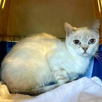 Rescue American Shorthair Cats for Adoption in Abbotsford, British Columbia - Amaria | PetCurious