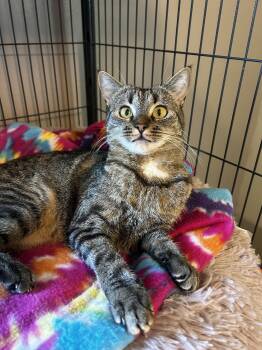 Tabby and Domestic Short Hair Cats Available for Adoption in Ocala, Florida - Pinkie | PetCurious