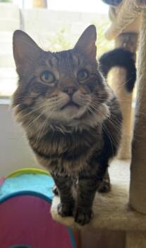 Skater Boi -  Domestic Medium Hair and Tabby Cat for Adoption in Chandler, Arizona - Skater Boi | PetCurious