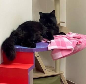 CASSIE -  Domestic Short Hair Cat for Adoption in Springfield, Massachusetts - CASSIE | PetCurious