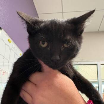Barb -  Domestic Short Hair Cat for Adoption in Englewood, Florida - Barb | PetCurious