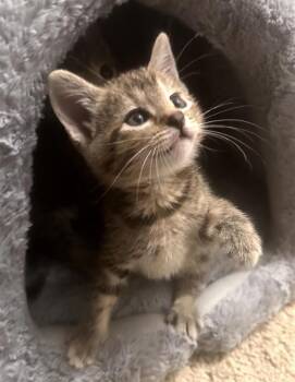Lainey -  Domestic Short Hair Cat for Adoption in Fayetteville, Arkansas - Lainey | PetCurious