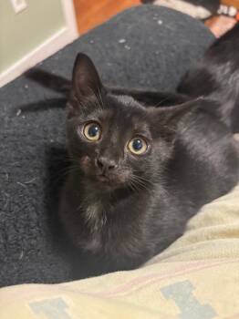 Rescue Domestic Short Hair Cats for Adoption in West Mifflin, Pennsylvania - Roo | PetCurious