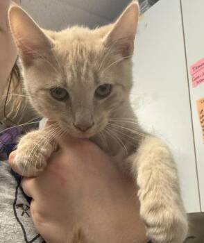 Domestic Short Hair Cats Available for Adoption in Salisbury, Maryland - Mac Miller | PetCurious