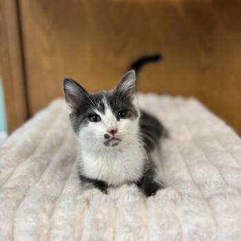 Splash Pad--In Foster -  Domestic Short Hair Cat for Adoption in Fargo, North Dakota - Splash Pad--In Foster | PetCurious