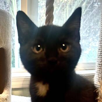 Domestic Short Hair Cats Available for Adoption in Portland, Oregon - Damein | PetCurious