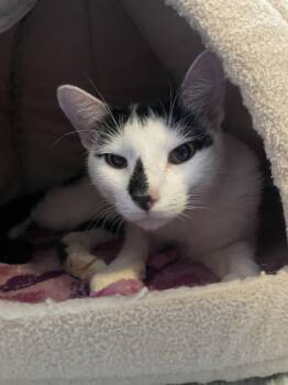 UPS -  American Shorthair Cat for Adoption in The Woodlands, Texas - UPS | PetCurious