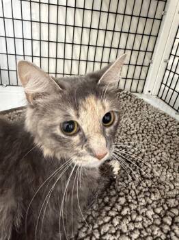 Sandy -  Domestic Medium Hair Cat for Adoption in Trenton, New Jersey - Sandy | PetCurious
