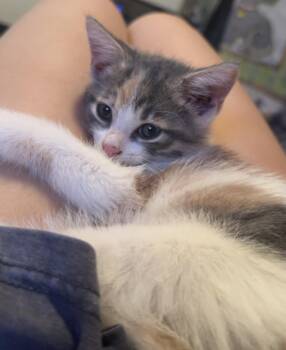 Guinness Beer -  Dilute Calico and Domestic Medium Hair Cat for Adoption in Chandler, Arizona - Guinness Beer | PetCurious