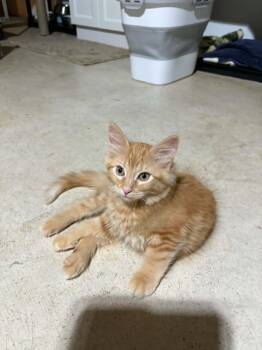 Penny -  Domestic Short Hair Cat for Adoption in Herculaneum, Missouri - Penny | PetCurious