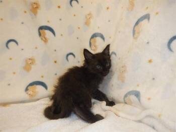 NOX -  Domestic Short Hair Cat for Adoption in San Jose, California - NOX | PetCurious