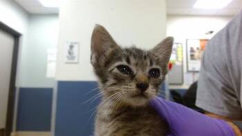 MANDI -  Domestic Short Hair Cat for Adoption in Doral, Florida - MANDI | PetCurious