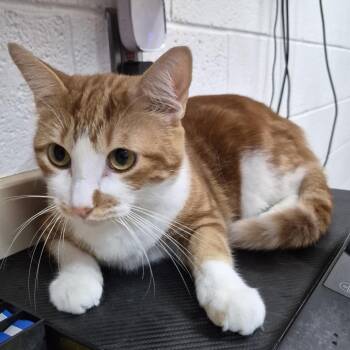 Marigold -  Domestic Short Hair Cat for Adoption in Ardmore, Oklahoma - Marigold | PetCurious