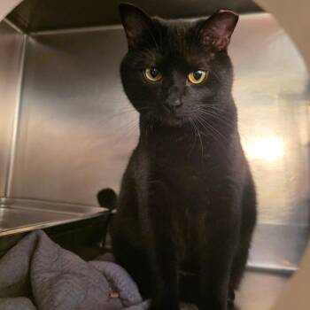 Mother Mayhem -  Domestic Short Hair Cat for Adoption in Myrtle Beach, South Carolina - Mother Mayhem | PetCurious