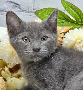 Basil -  Domestic Short Hair Cat for Adoption in Ocean Springs, Mississippi - Basil | PetCurious