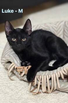 Rescue Domestic Short Hair and American Shorthair Cats for Adoption in Bedford, Indiana - Luke | PetCurious