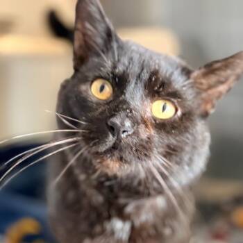 Domestic Short Hair Cats Available for Adoption in Aldie, Virginia - Ozzy | PetCurious