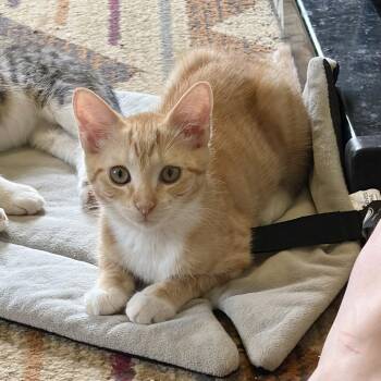 Holiday Inn -  Domestic Short Hair Cat for Adoption in Richmond, Virginia - Holiday Inn | PetCurious