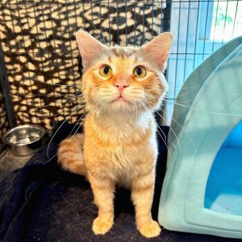 Rescue Domestic Medium Hair Cats for Adoption in Saint Charles, Missouri - Crookshanks | PetCurious