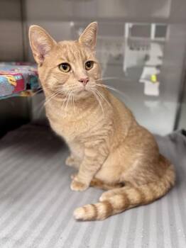 Oscar -  Domestic Short Hair Cat for Adoption in Midland, Michigan - Oscar | PetCurious
