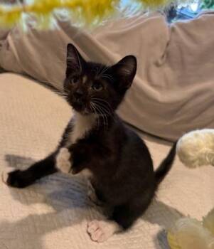 Squeezy -  Domestic Medium Hair and Domestic Short Hair Cat for Adoption in Chamblee, Georgia - Squeezy | PetCurious