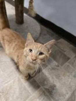 Pop -  Domestic Short Hair Cat for Adoption in Mineral Point, Wisconsin - Pop | PetCurious
