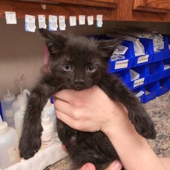 Bonzai - 072204U -  Domestic Short Hair Cat for Adoption in Tupelo, Mississippi - Bonzai - 072204U | PetCurious