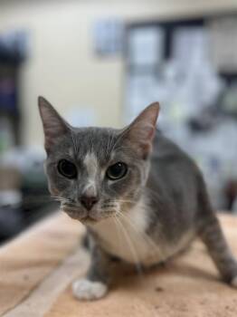 MARIA -  Domestic Short Hair Cat for Adoption in Aliquippa, Pennsylvania - MARIA | PetCurious