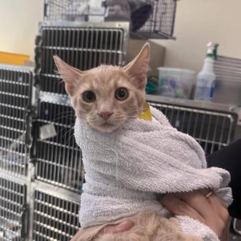 Mango -  Domestic Short Hair Cat for Adoption in Las Vegas, Nevada - Mango | PetCurious